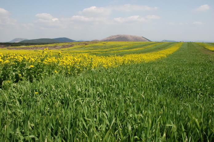 경관농업 시범사업장