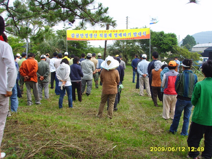 감귤 열매솎기 발대식