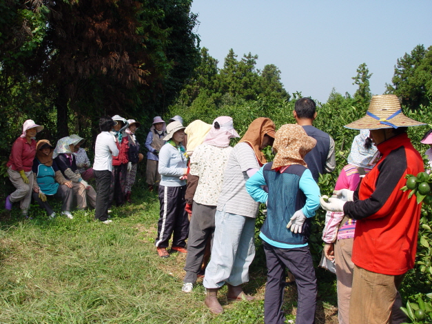 감귤열매솎기추진