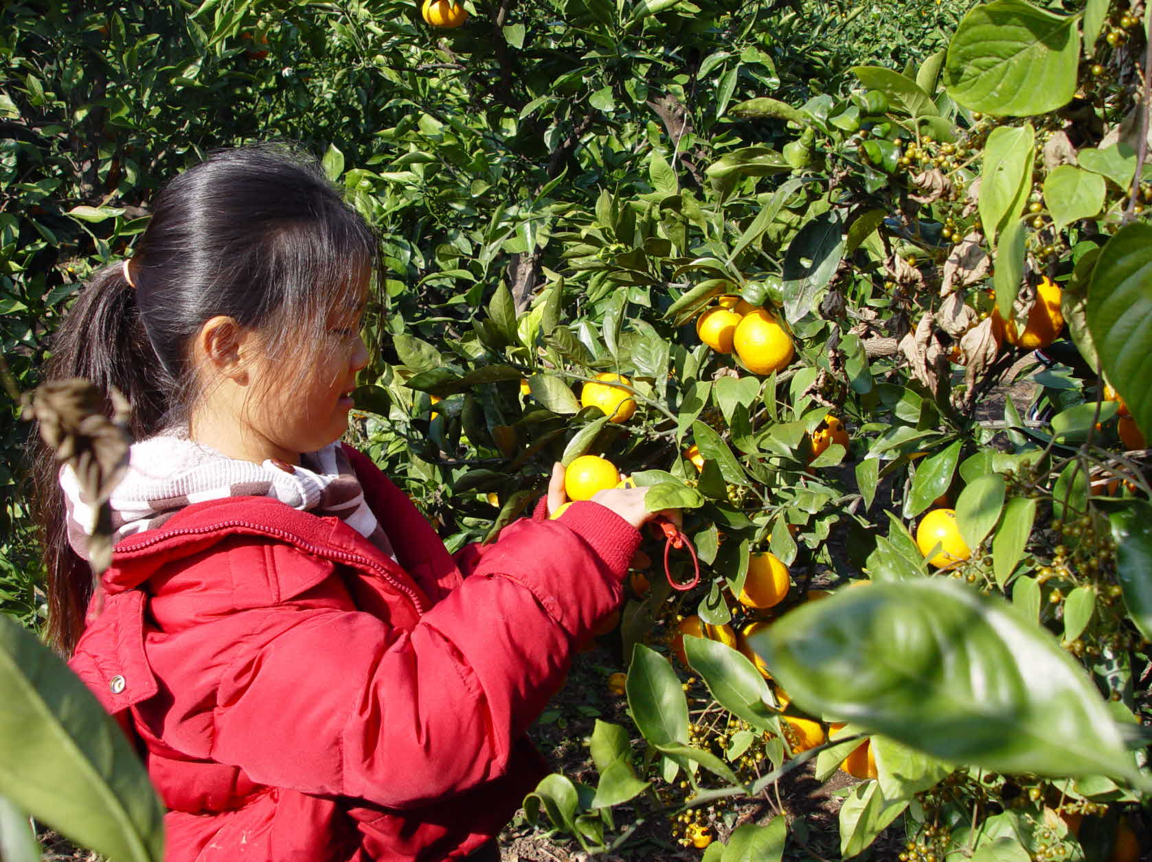 소비자농업페스티발 3