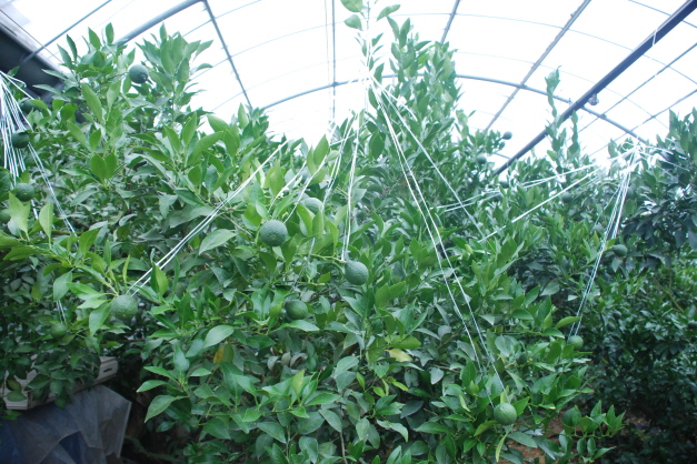 시범사업 대상자 교육(표선면)