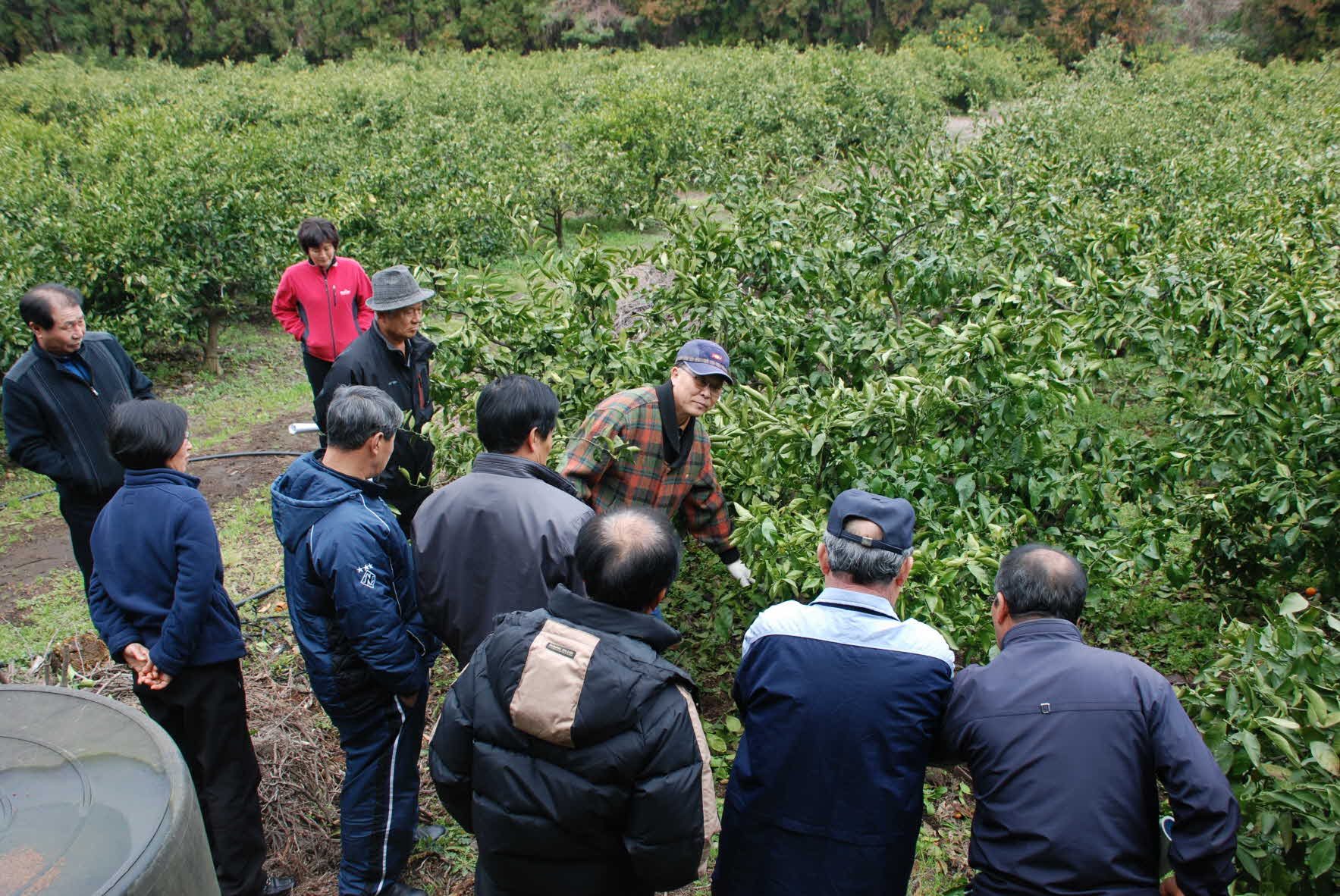 감귤 안정생산을 위한 정지전정교육 현장