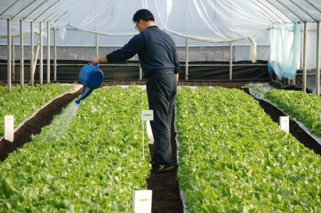 상추 미생물 처리