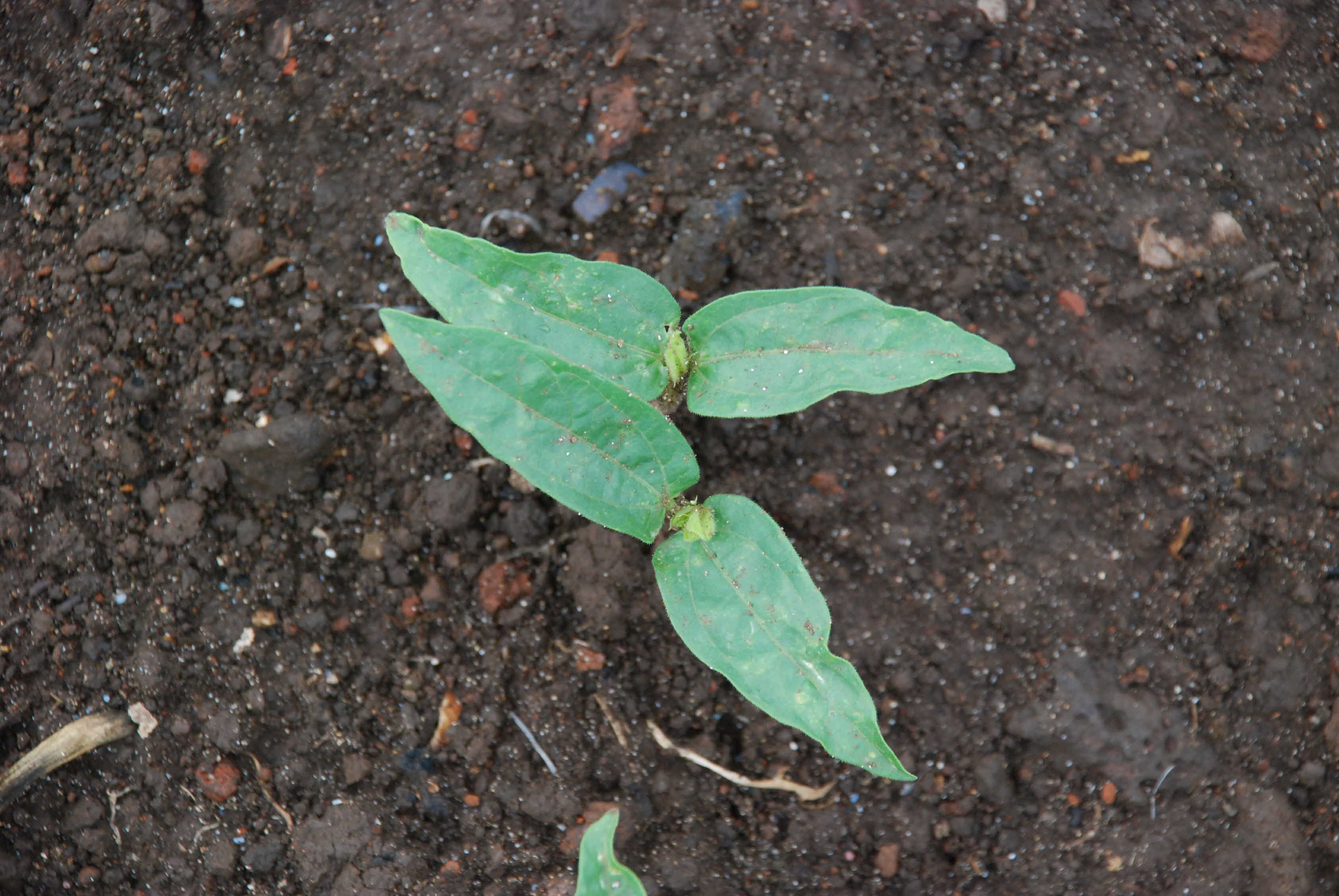 씨앗테이핑 파종 녹두 생육 현장