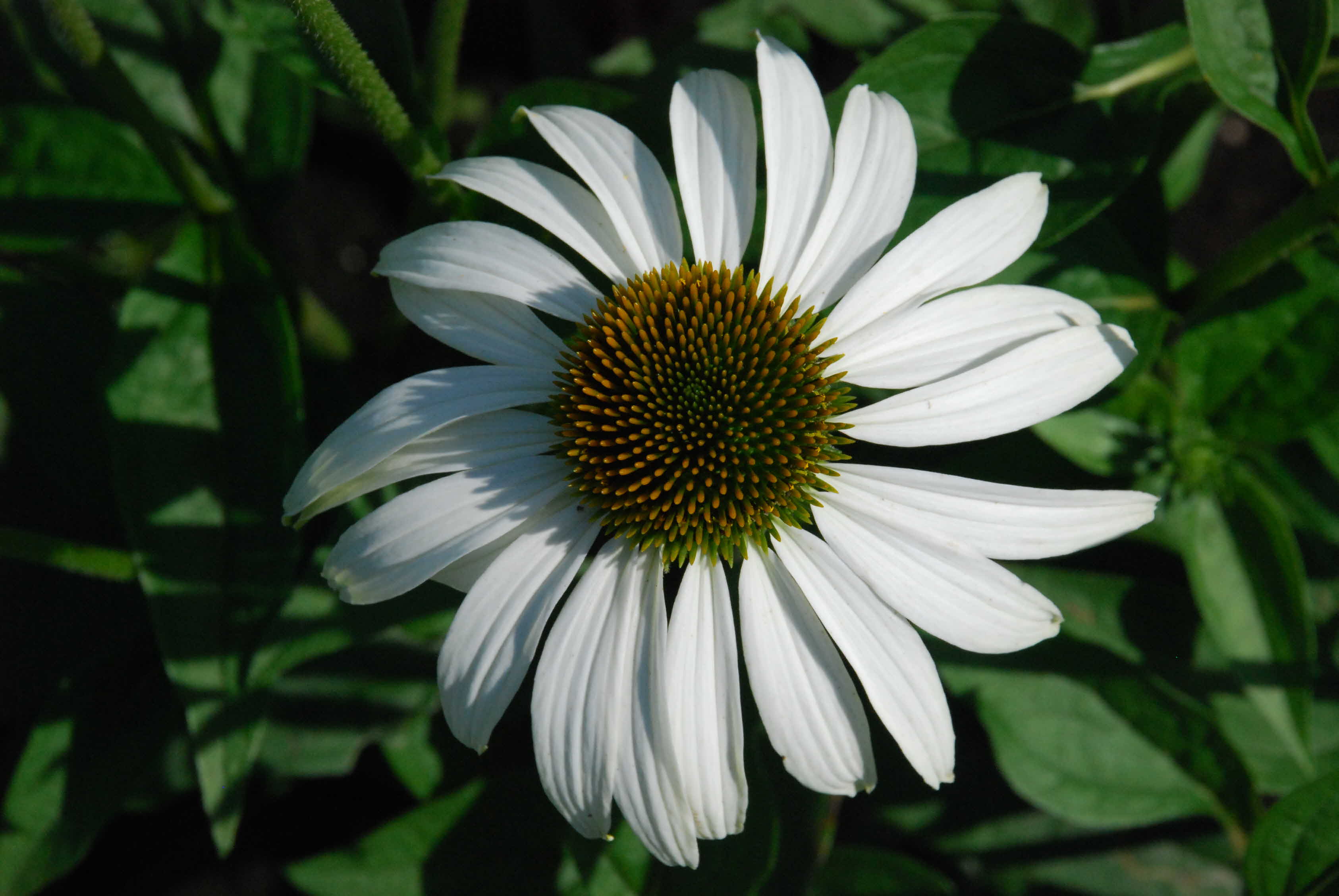 에키네시아 재배 실증 현장