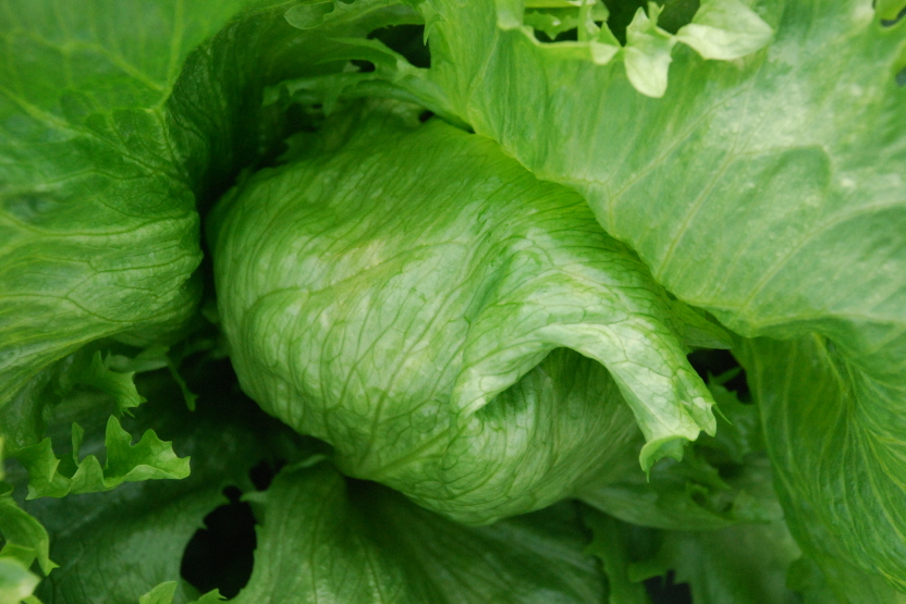 근권 미생물 선발 실증 현장