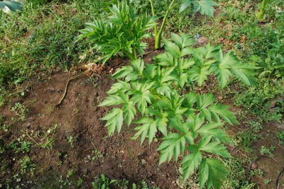 신선초 재배현장