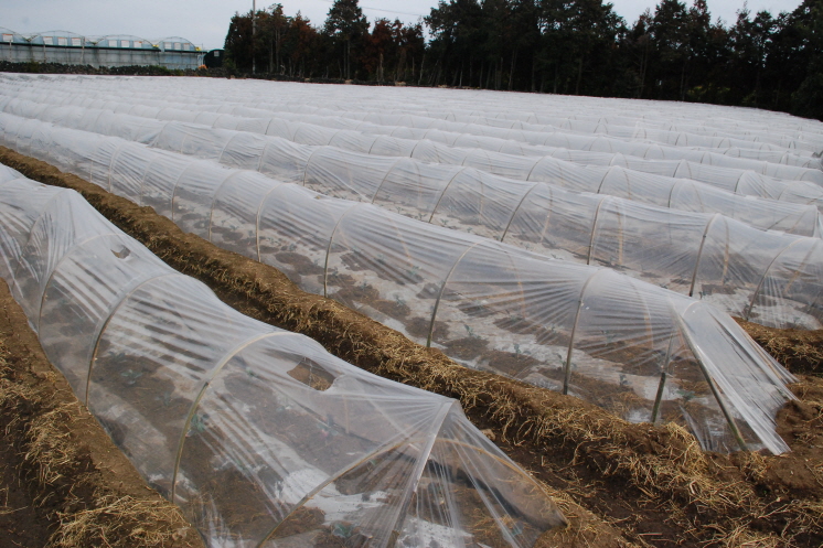 브로콜리 따뜻한 겨울을 보내고 있습니다. 