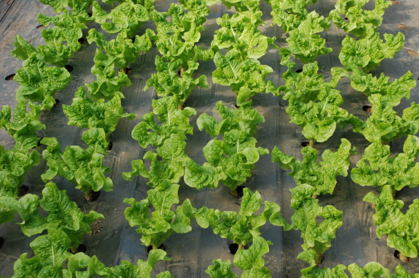 상추재배농가 방문