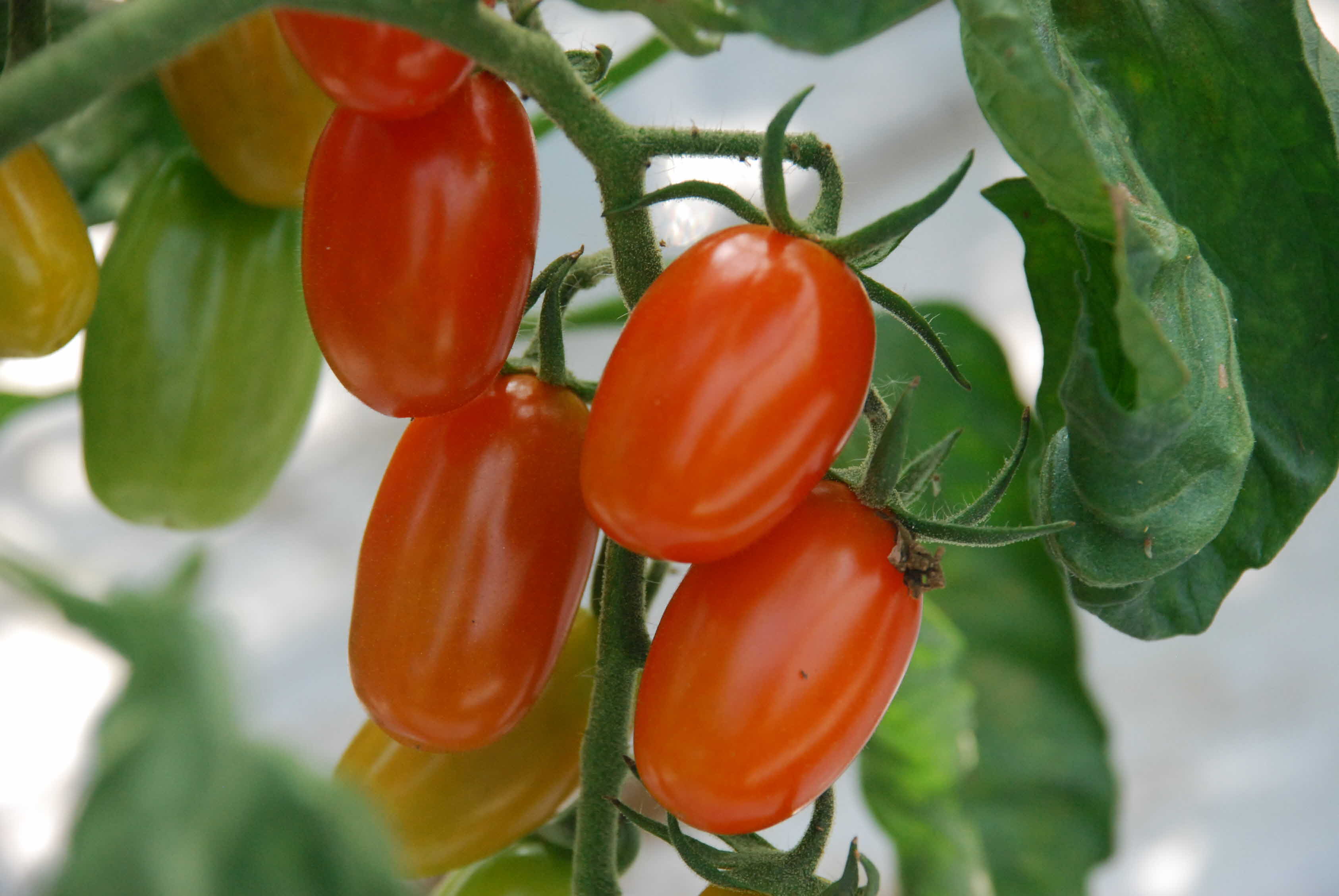 토마토 실증 재배 현장