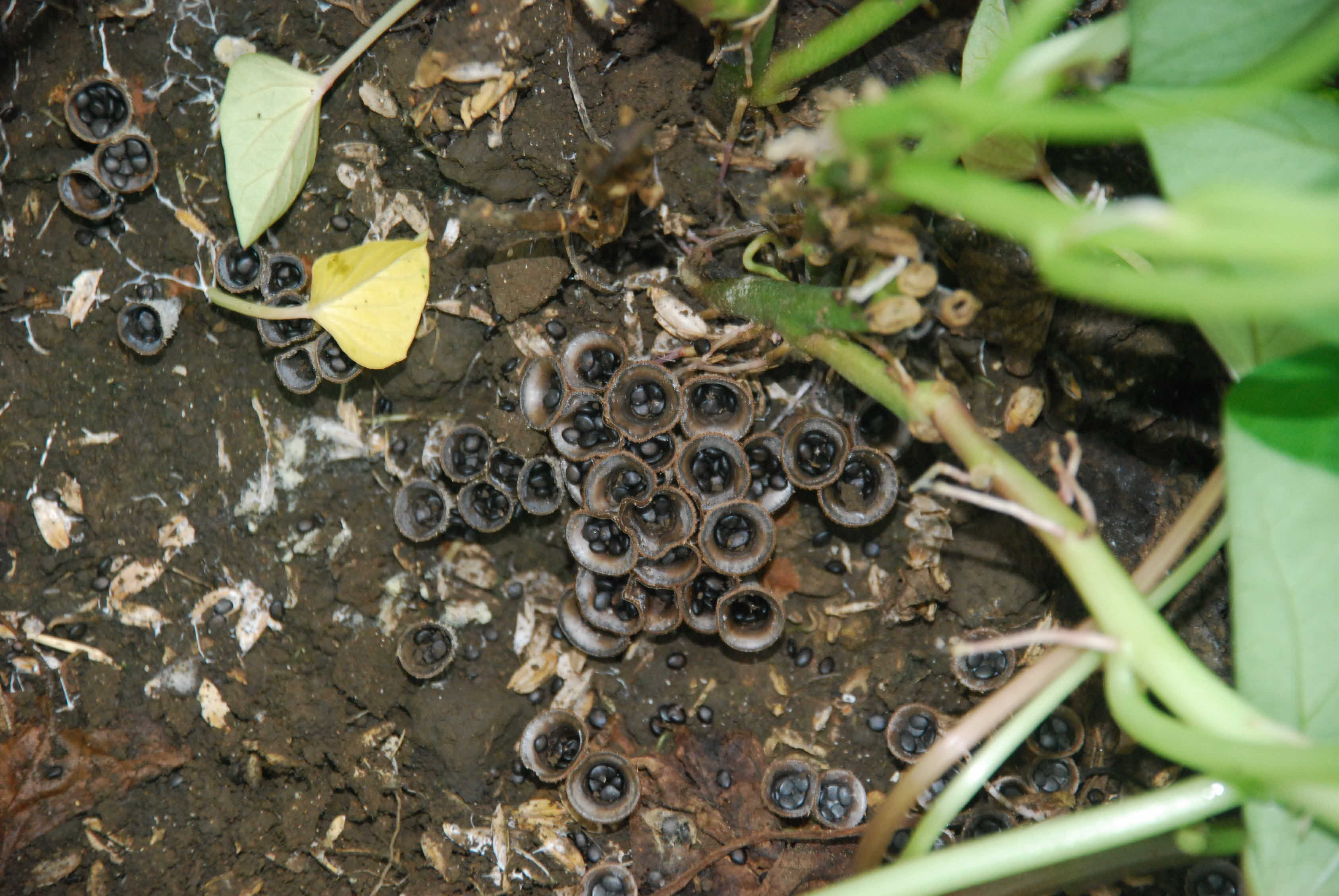 제석할망 밥사발을 아시나요....