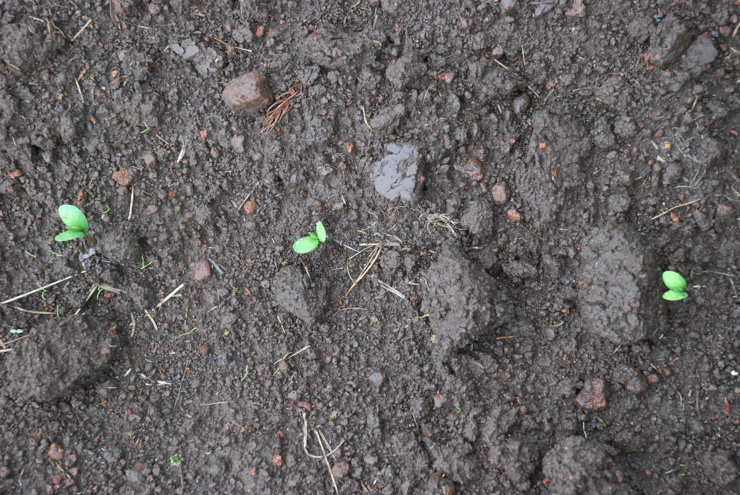 씨앗테이핑 이용 콩 생육