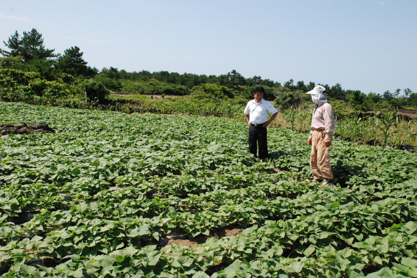 새소득 작목 도입- 야콘 지역적응 실증현장