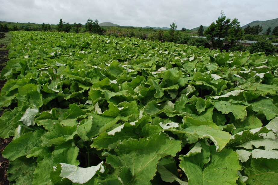 우엉 실증재배 현장