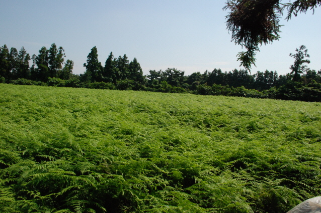 고사리 식재 1년차 생육현황