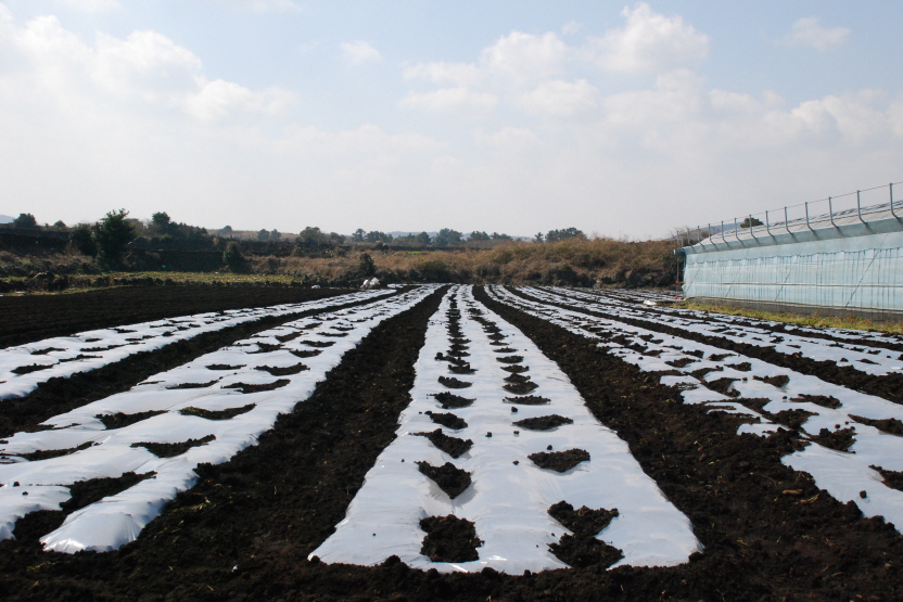 종서용 감자 파종현장