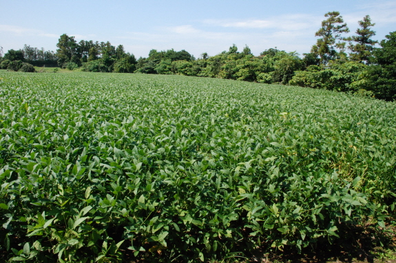 씨앗테이프농법이용 콩 생육현황