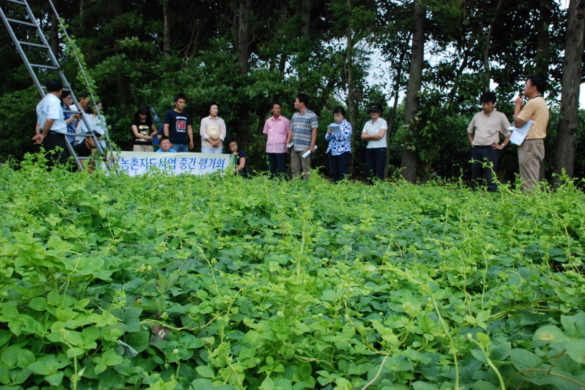 더덕 재배 현장입니다.