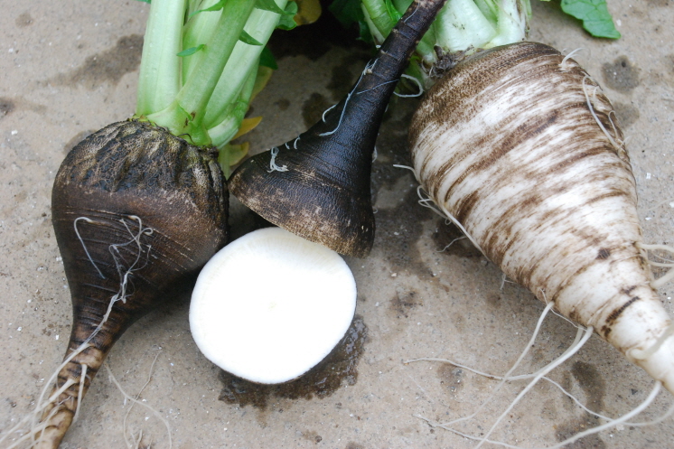 겉은 검지만 속은 흽니다.