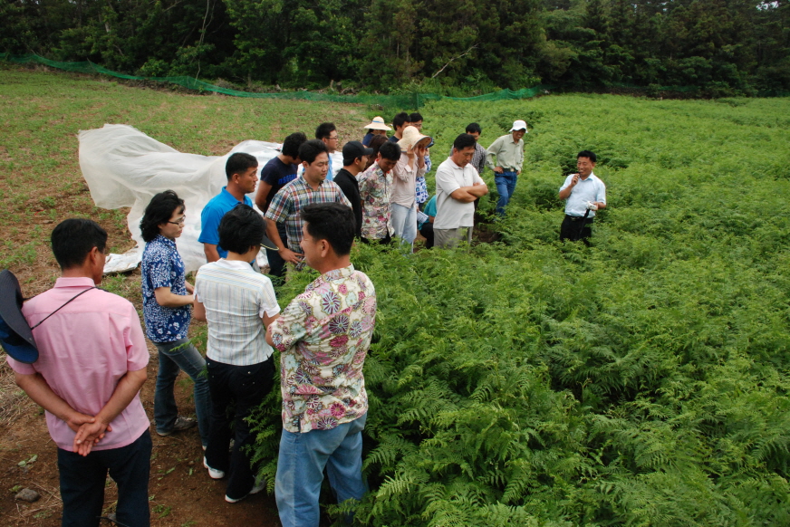 고사리 시범사업 현장