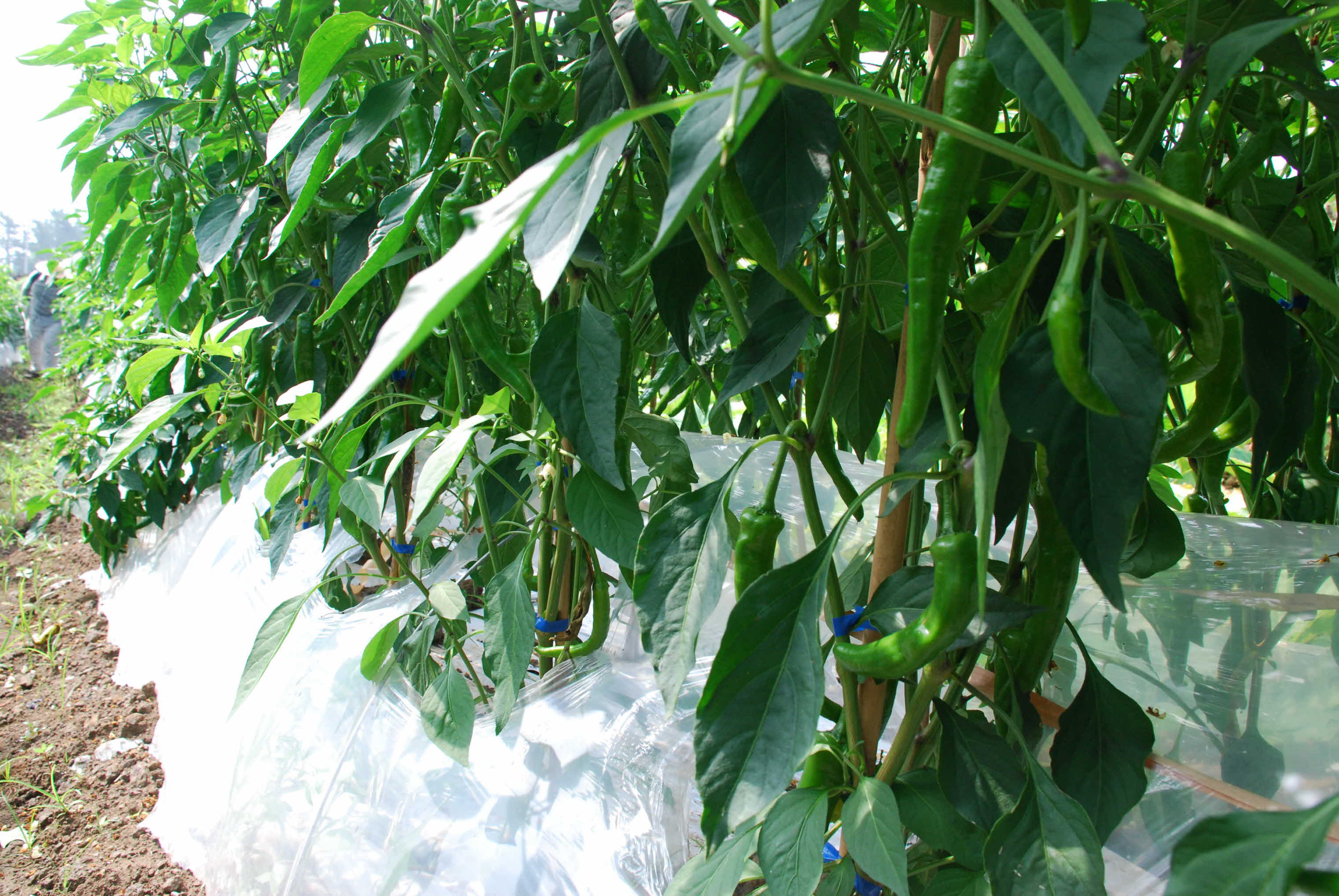 노지고추 총채벌레,담배나방 피해 현장