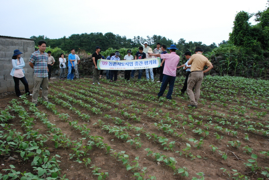 씨앗테이프 실증현장(녹두,참깨)