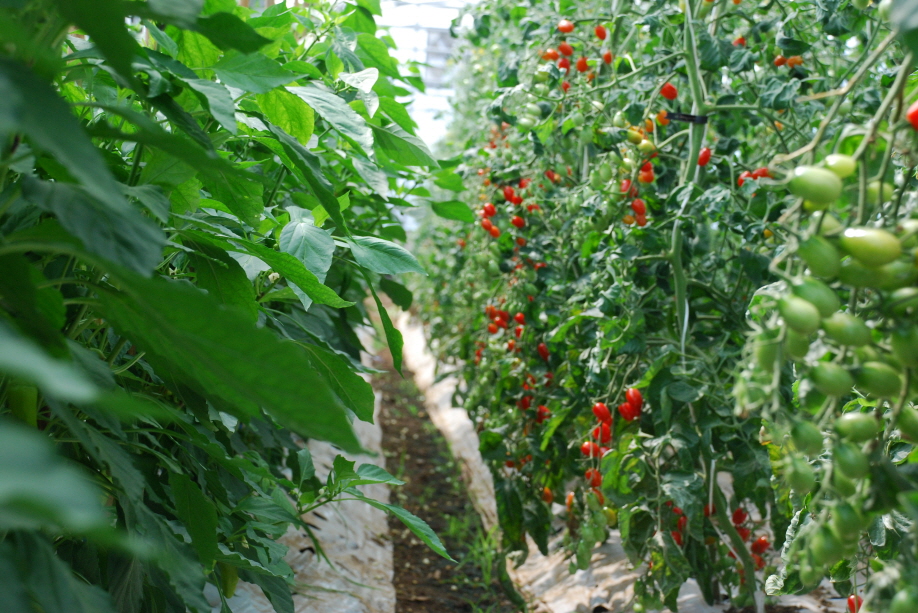 시설고추 및 토마토실증현장