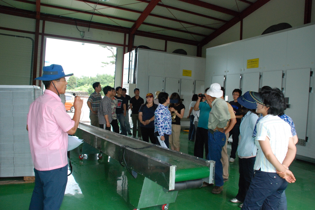 고품질 무말랭이 시범현장