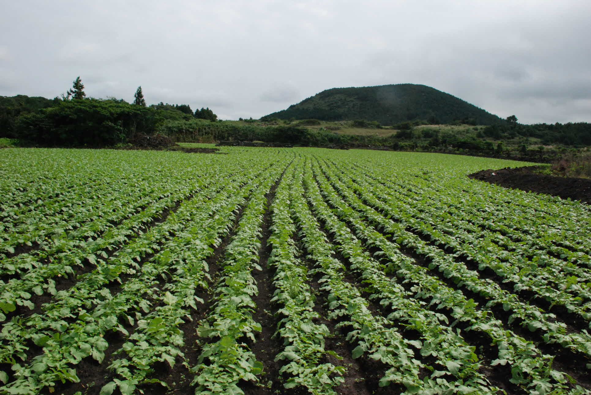 씨앗테이핑 무 생육 현장