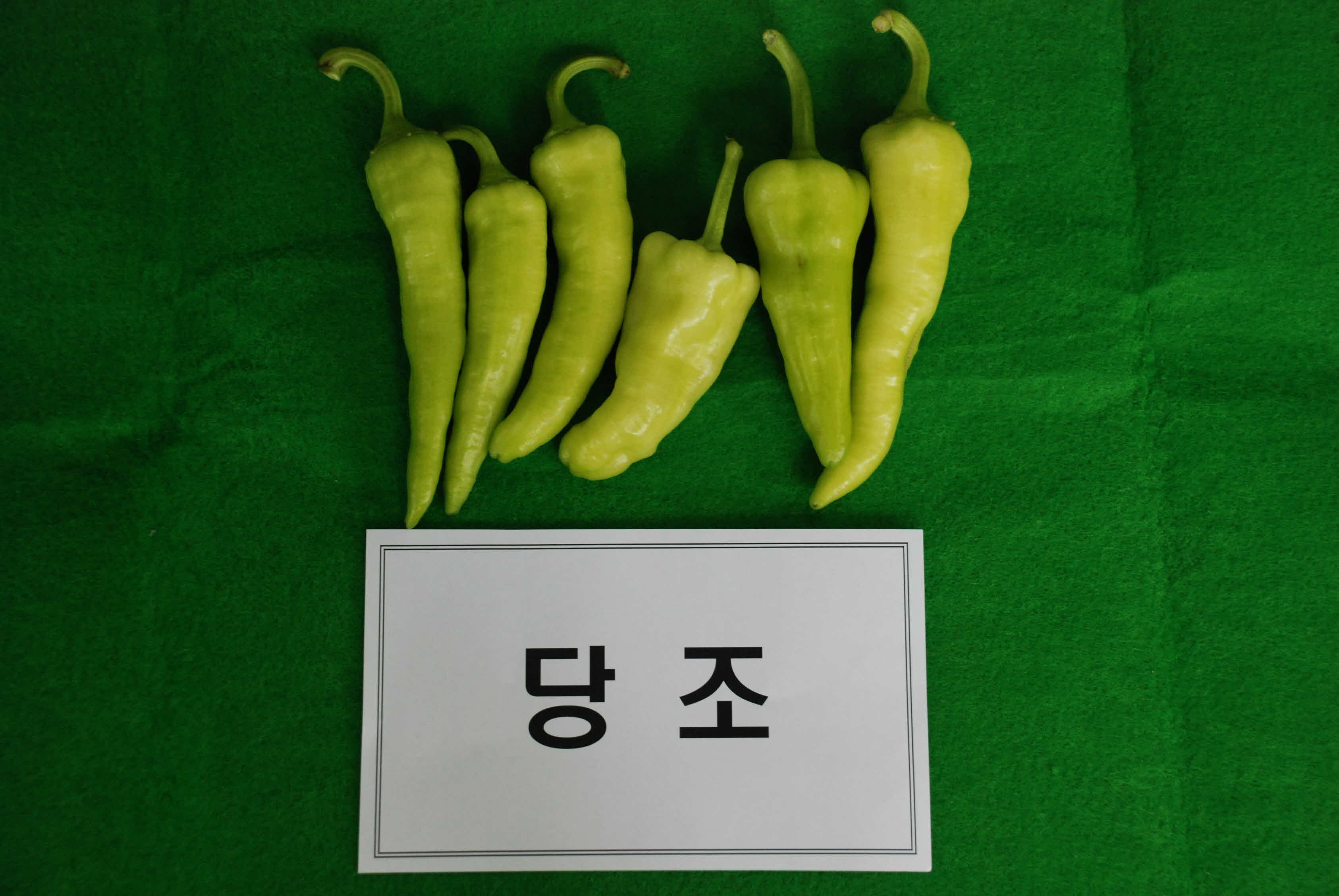 품종별 고추재배실증