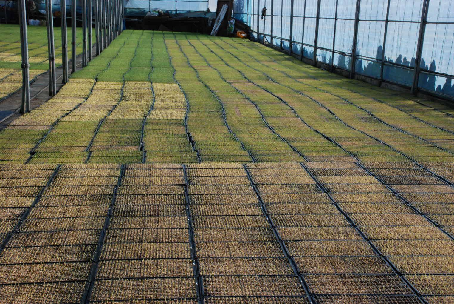 씨앗테이프 콩 파종 준비