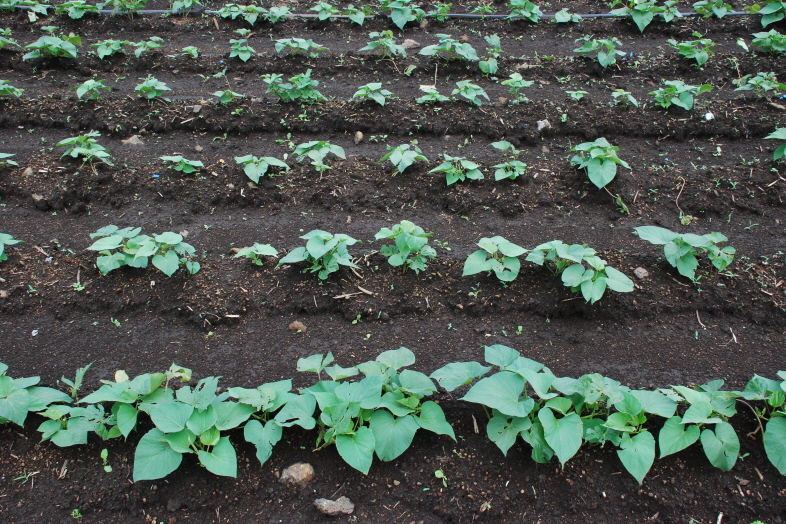 고구마 생육현황