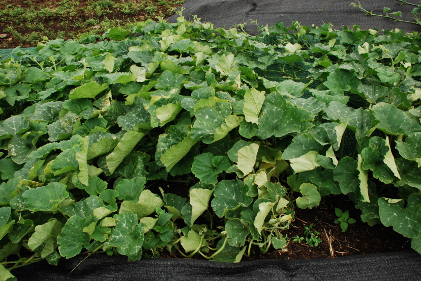 관상용 호박 재배 현장