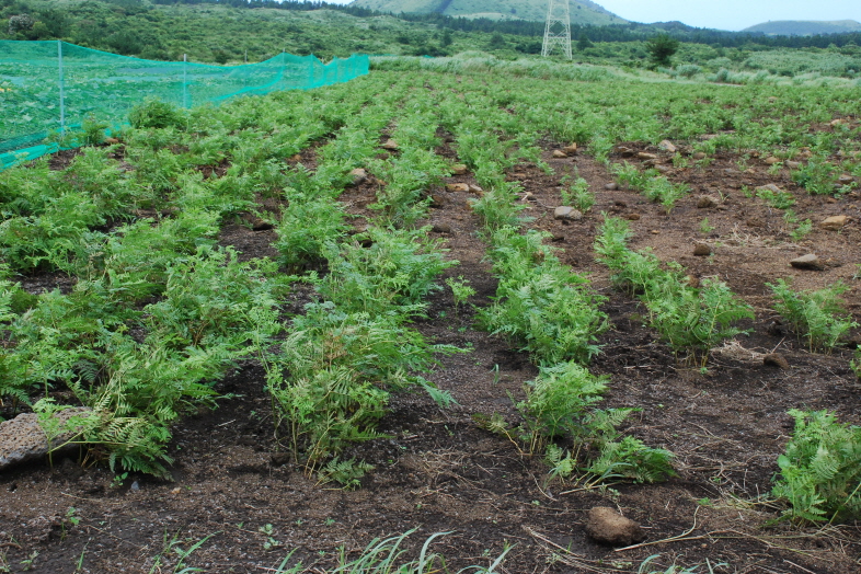 고사리 생육현황