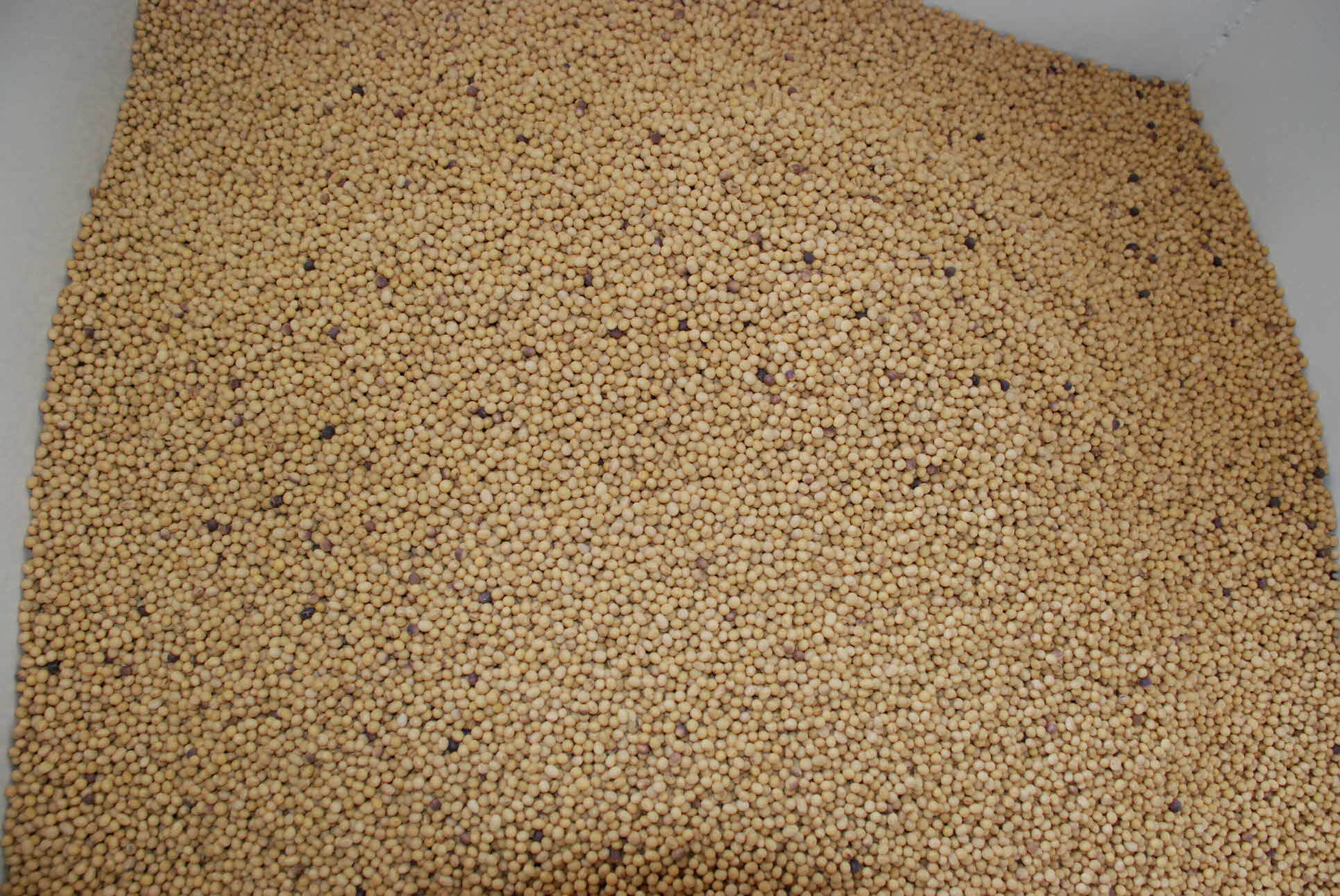 콩 크기 및 색채 선별기