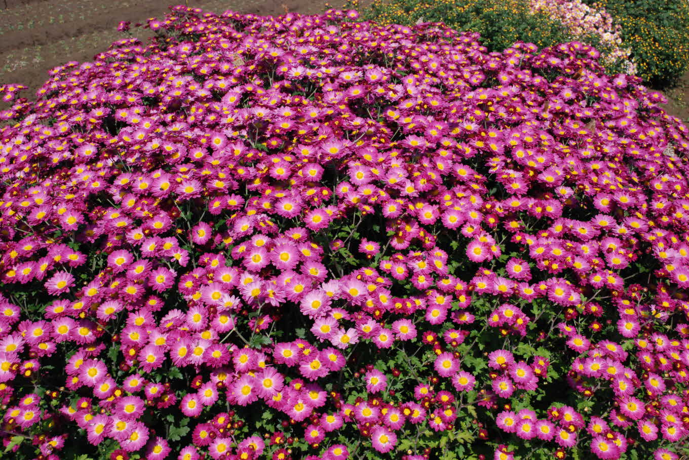 가을의 향기-꽃보세요.