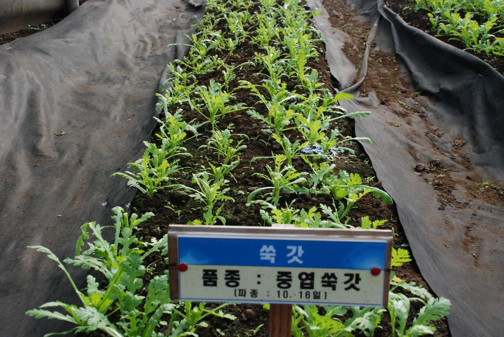 시설채소 재배실증