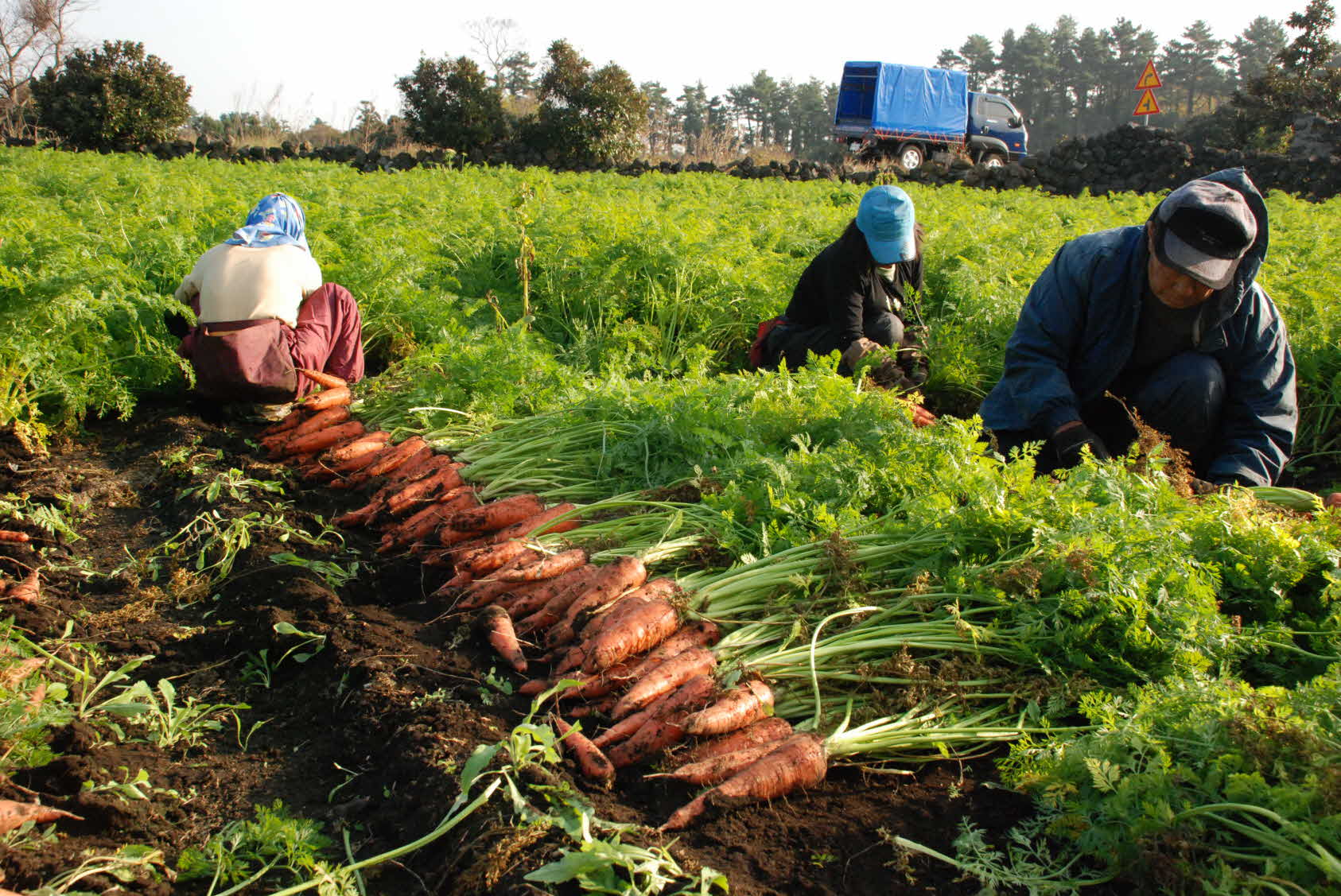 씨앗테이핑 파종 당근 수확 현장