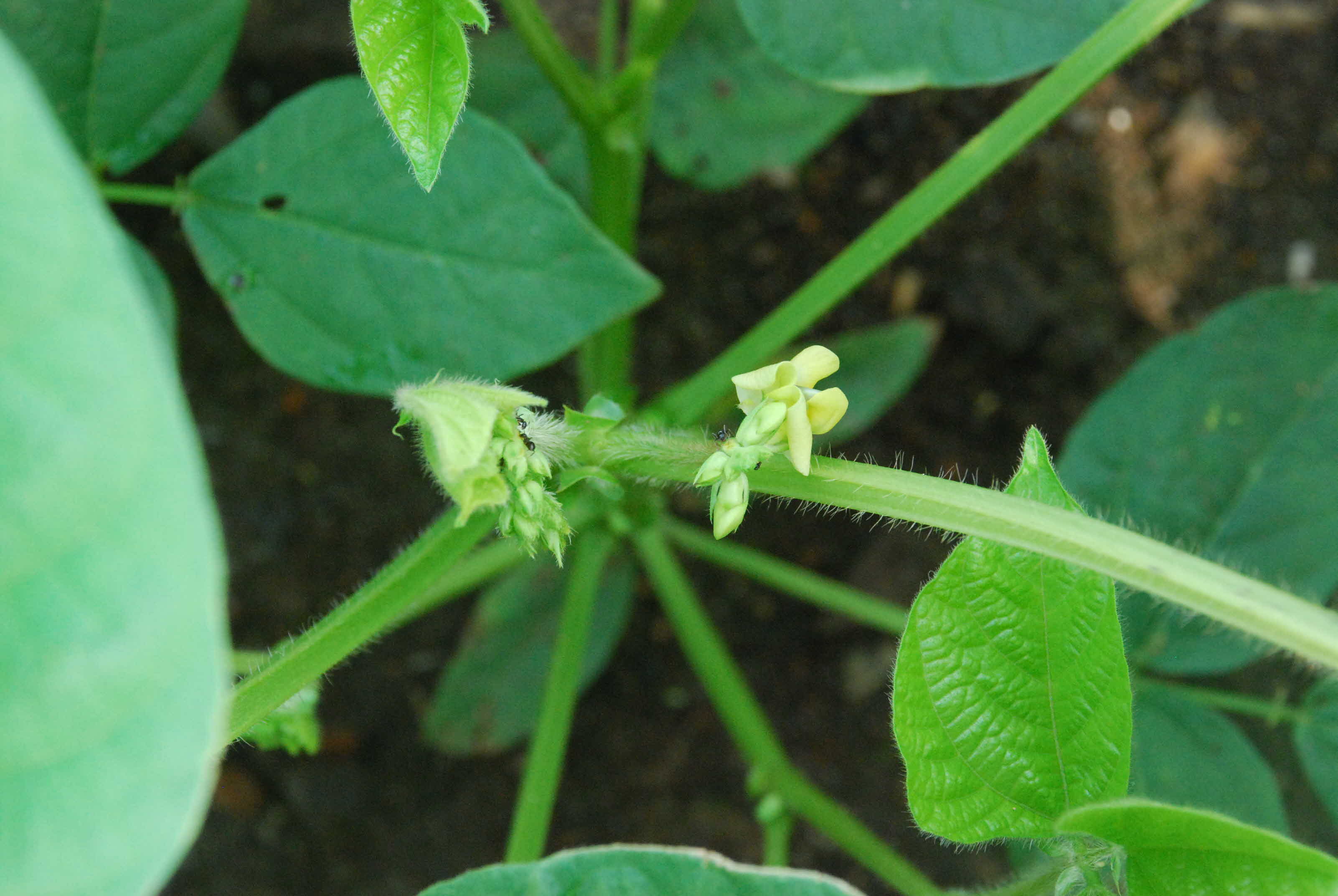 씨앗테이핑이용 파종 녹두 개화시작!!