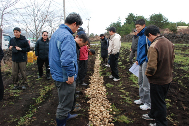 병저항성감자 '제서' 현장평가회