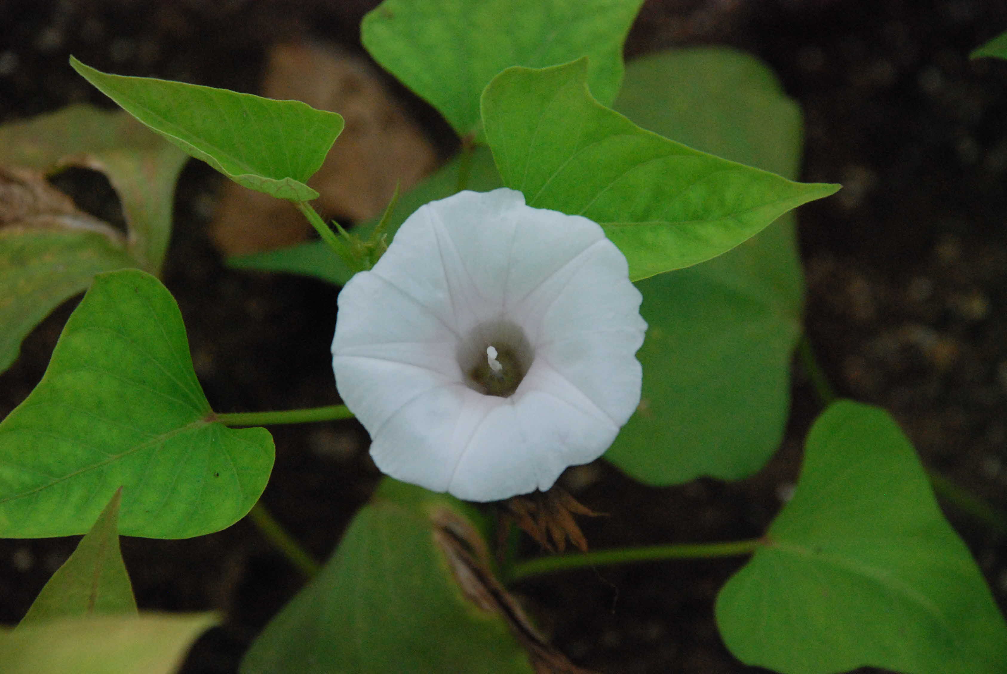 꽃피는 고구마..