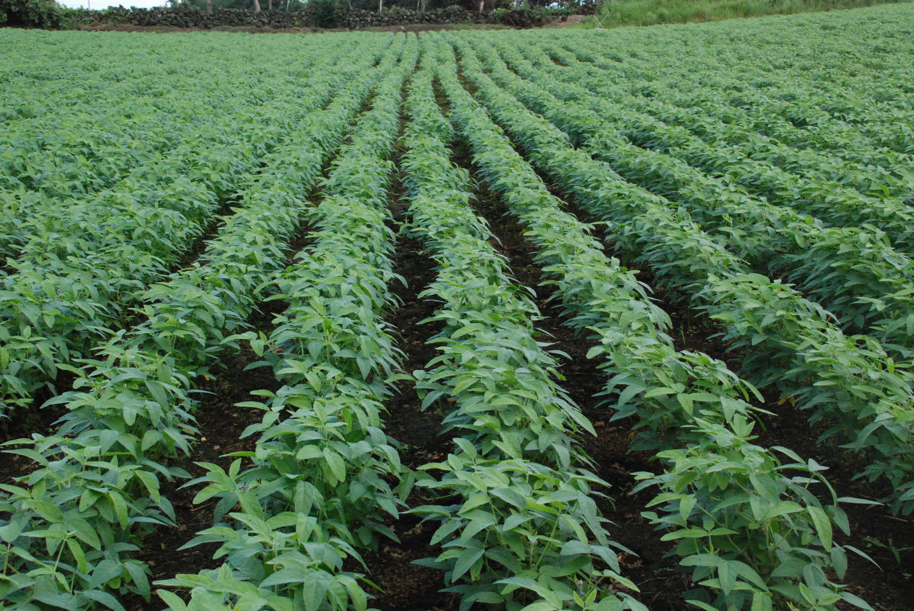 씨앗테이핑 콩파종 현장