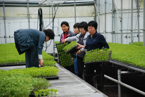 텃밭용 채소묘 및 고추묘 배분1