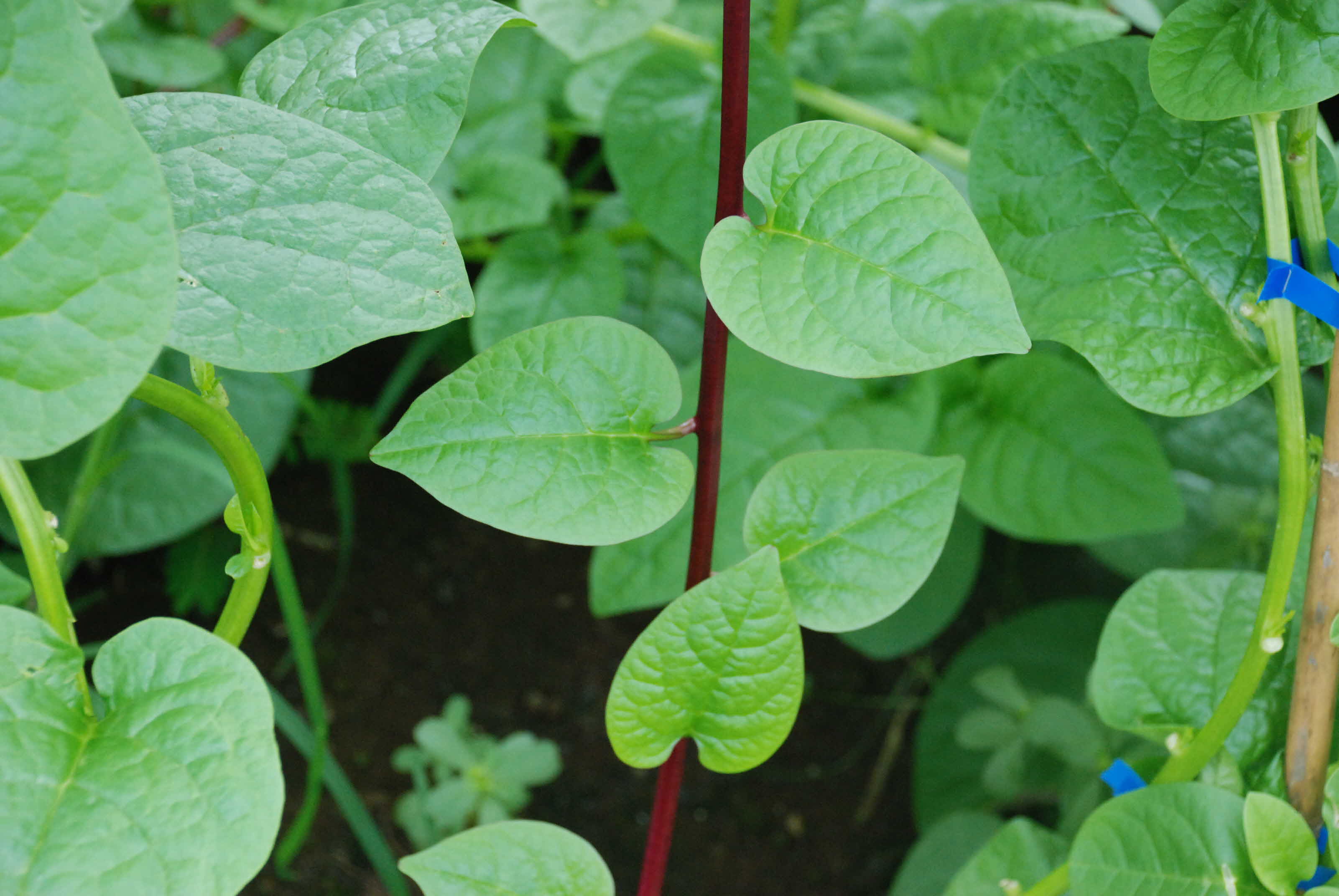 인디언시금치를 소개합니다.