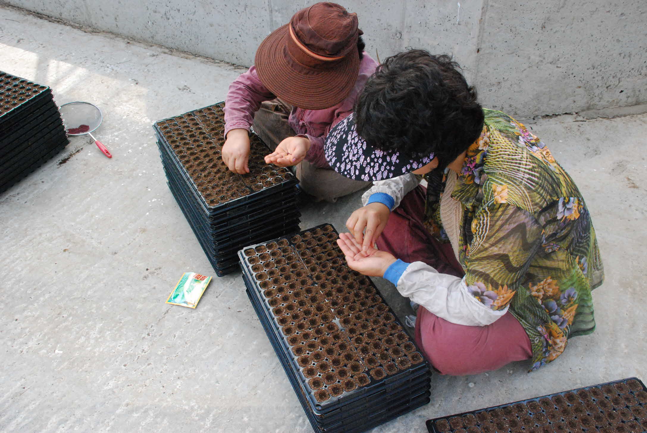 농가보급용 배추묘 파종