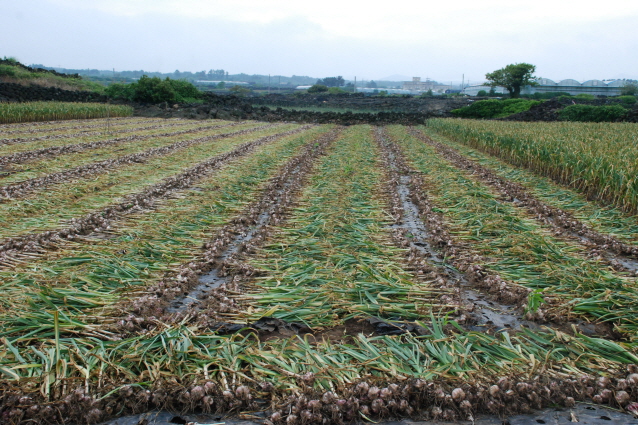 구좌읍 생활개선회 마늘 수확 봉사활동