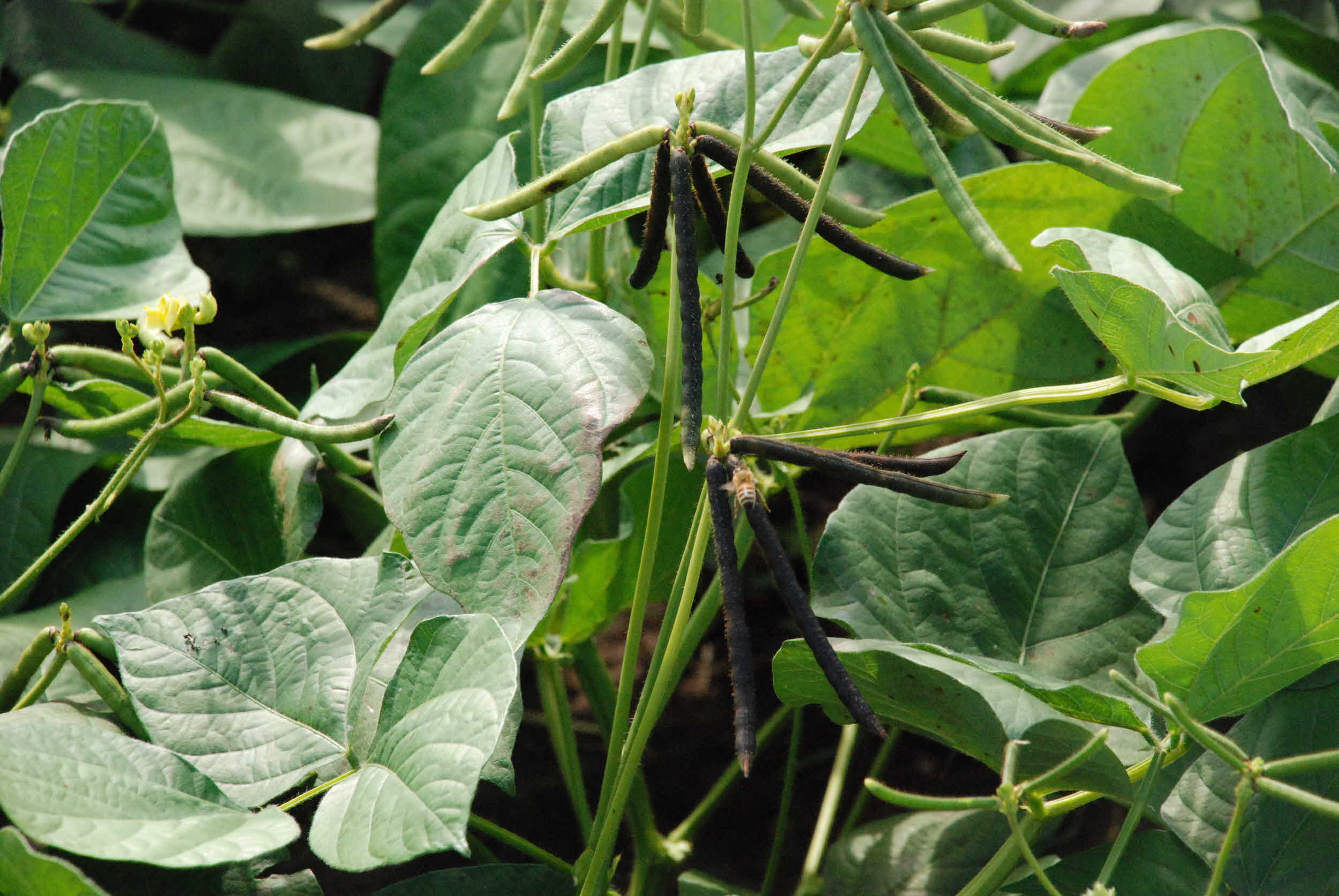 녹두 일시수확 가능성 검토 실증 현장
