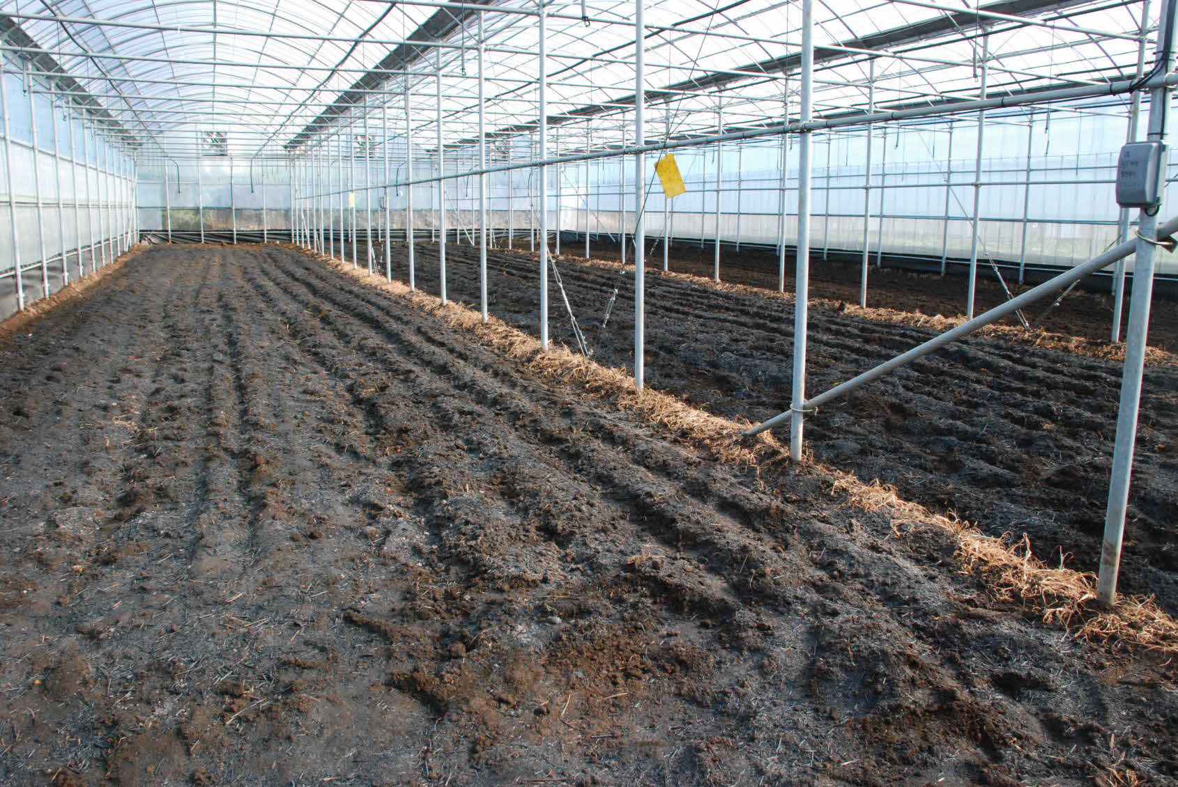 숯을 이용한 배추 유기재배 실증 현장