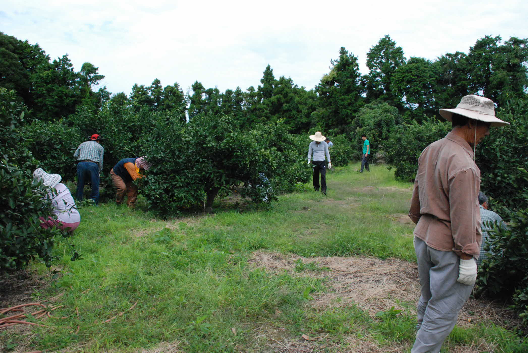 감귤 열매솎기 추진