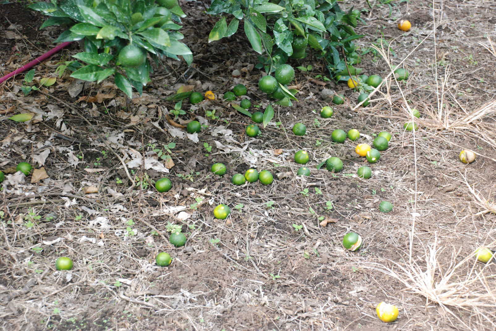 감귤열매솎기 현장